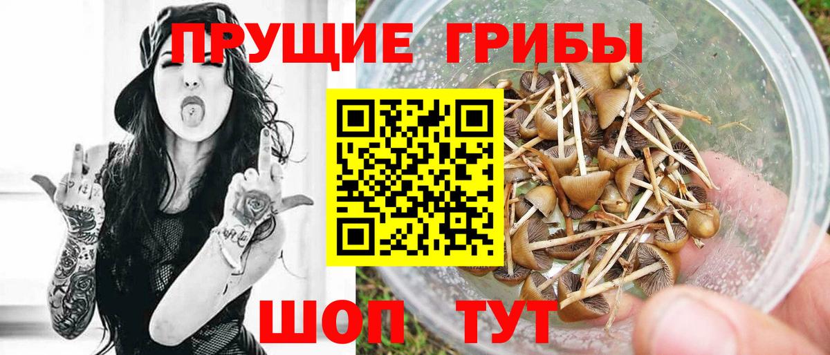 Псилоцибиновые грибы Cubensis Александров